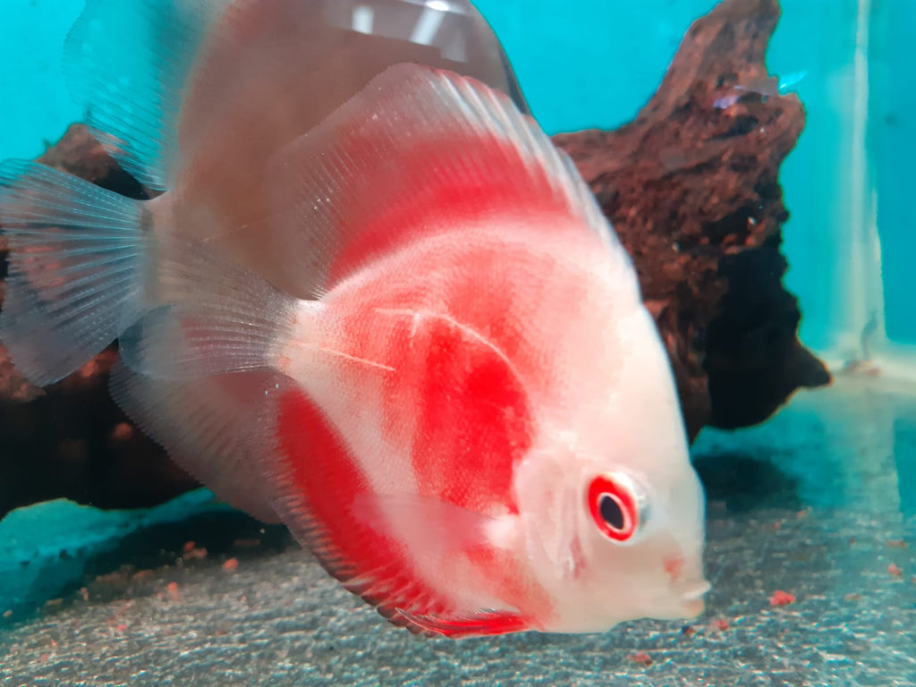 White Face Super Red Discus