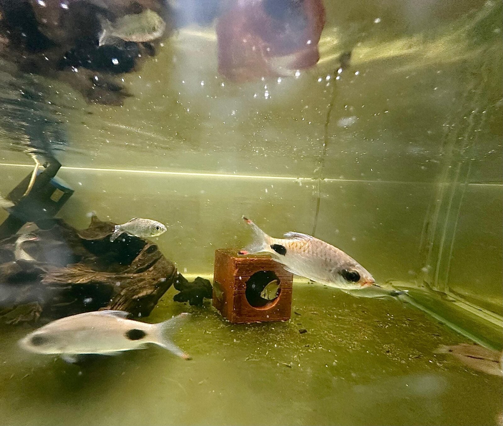 filament barb