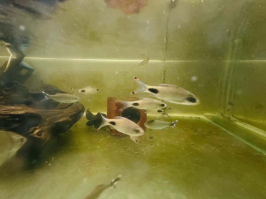 filament barb