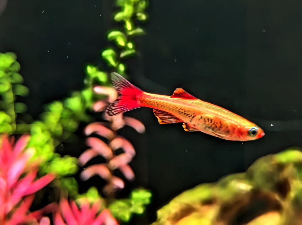 Albino mountain minnow