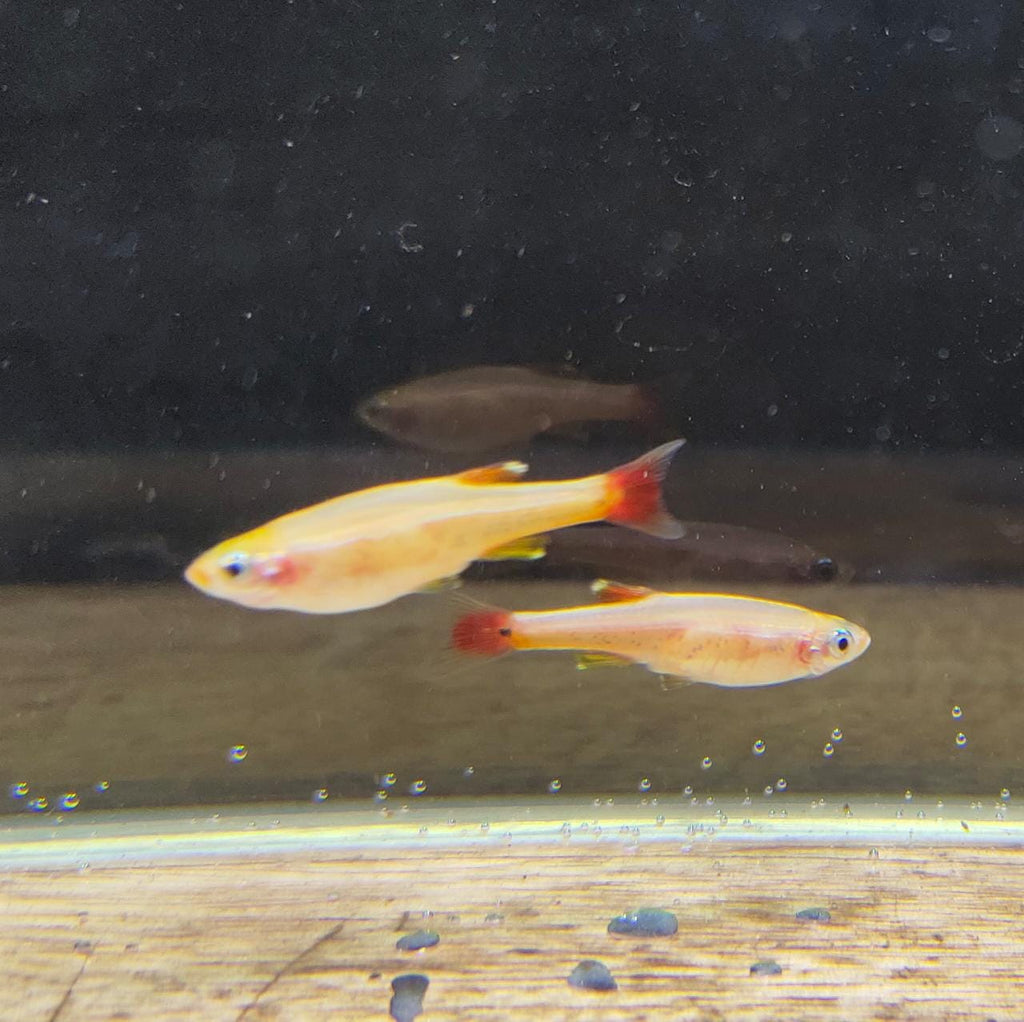 Albino Mountain Minnow