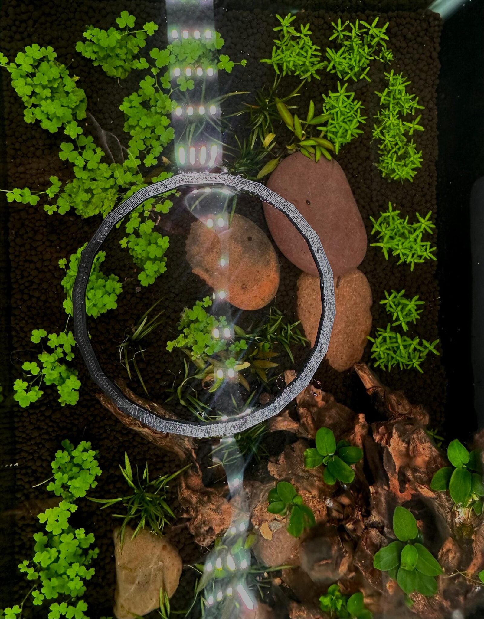 Ring Aquarium Portal
