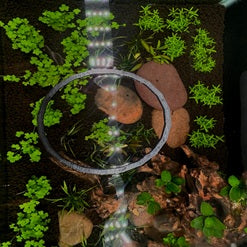 Ring Aquarium Portal_main