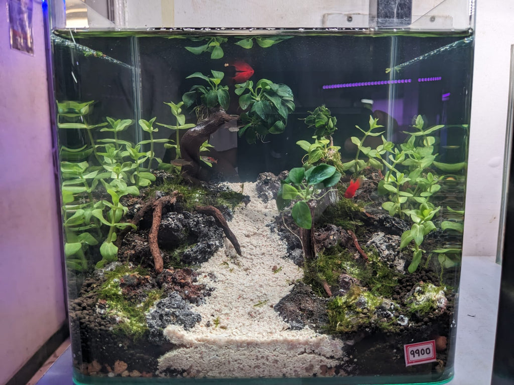 Follow the shimmering