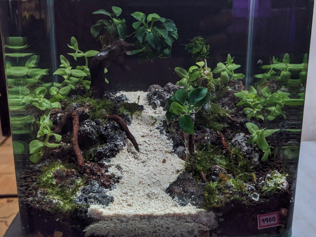 Follow the shimmering