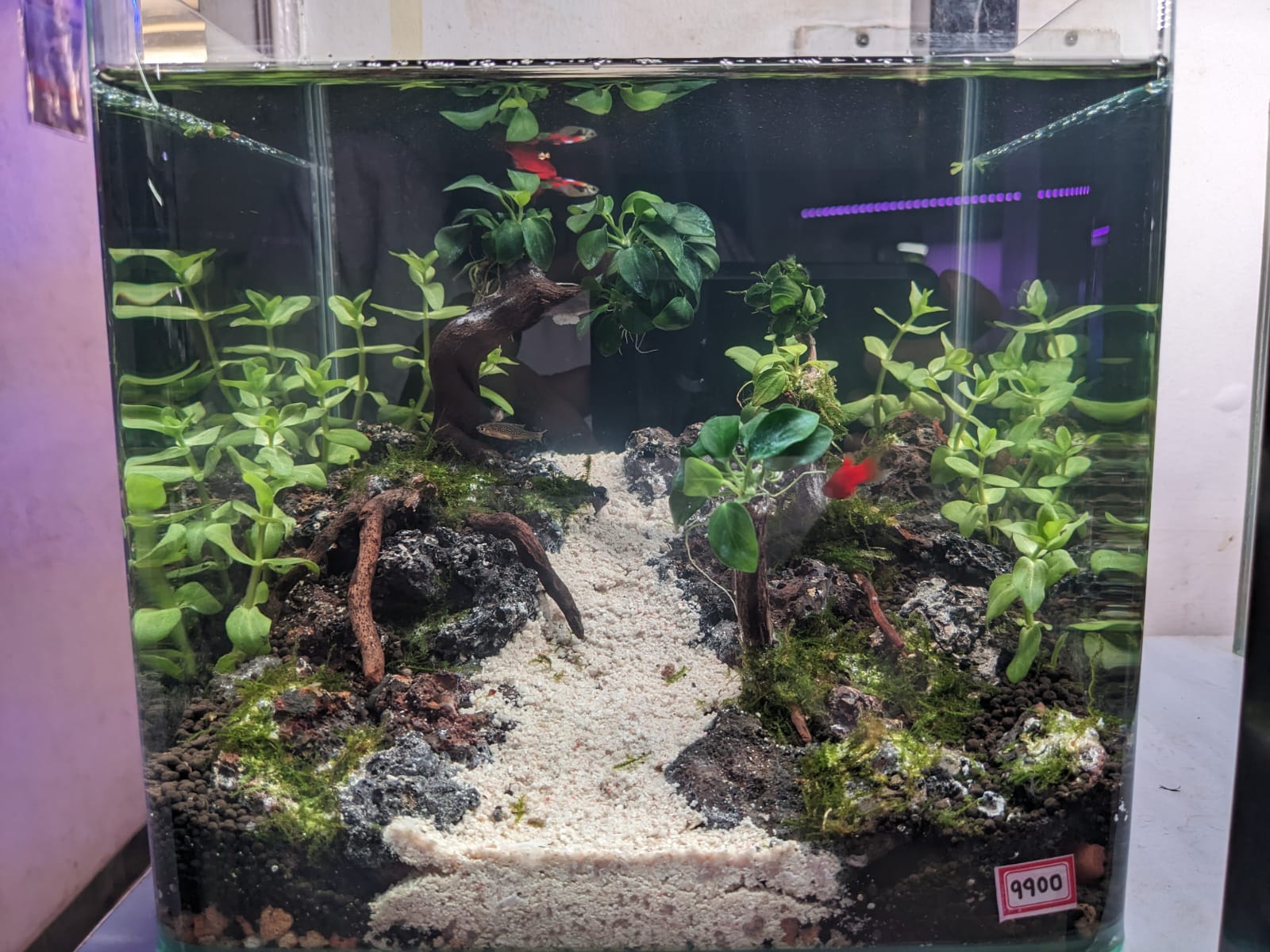 Follow the shimmering