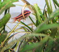 Cherry barb