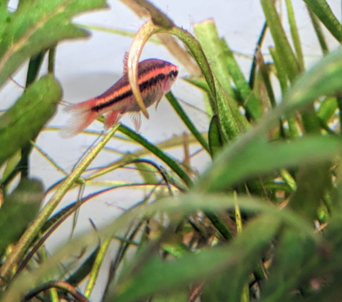 Cherry barb