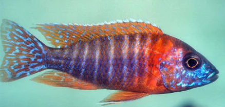 red peacock