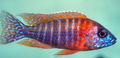 red peacock