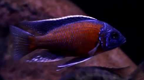 kadango