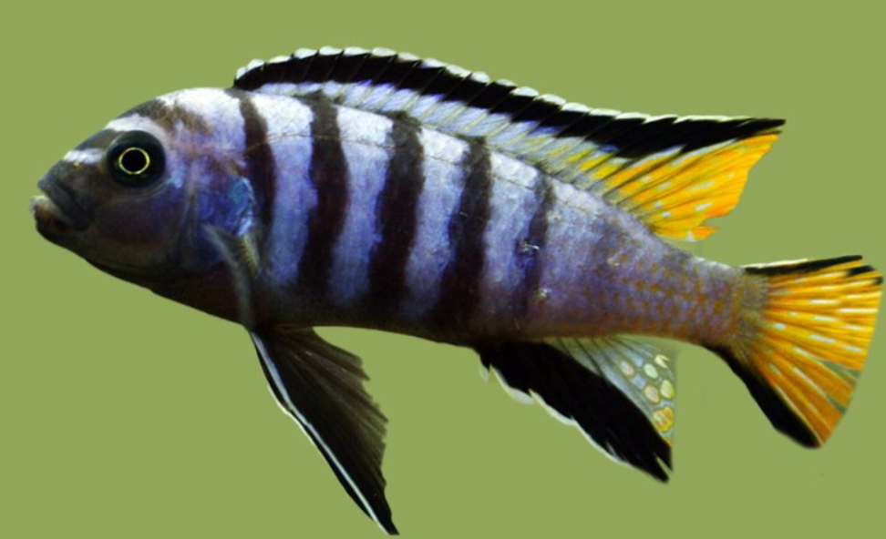 mbuna