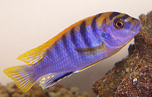honga