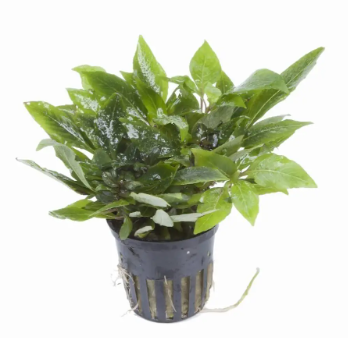 Hygrophila corymbosa 'Compacta