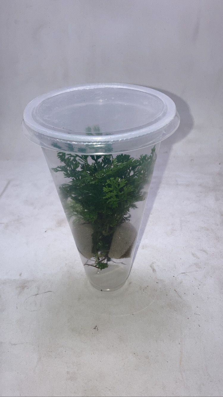 Bolbitis hetroclita ‘difformis (2)