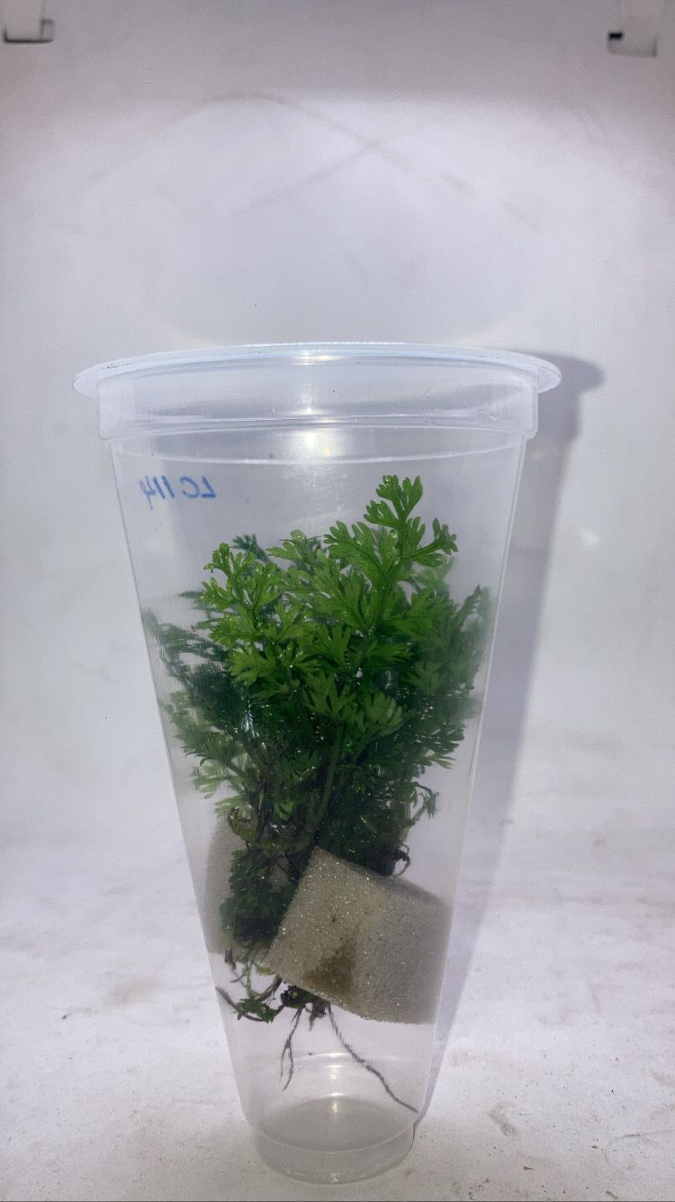 Bolbitis hetroclita 'difformis