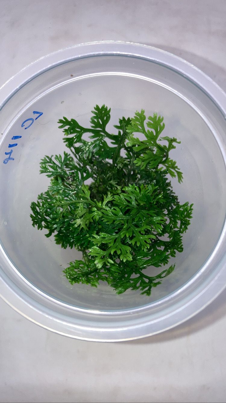 Bolbitis hetroclita 'difformis