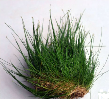Eleocharis parvula