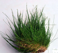 Eleocharis parvula
