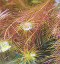 Rotala wallichii Copper