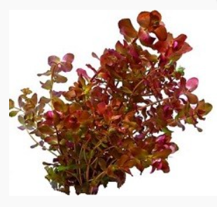 Rotala macrandra 'Pink'