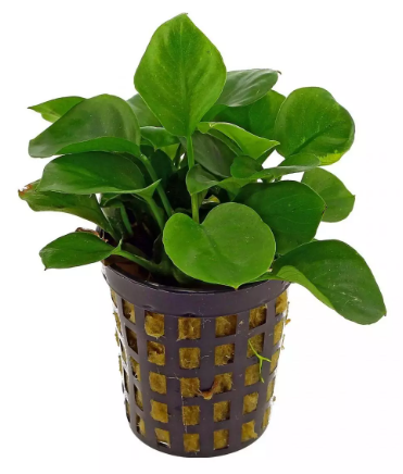 anubias