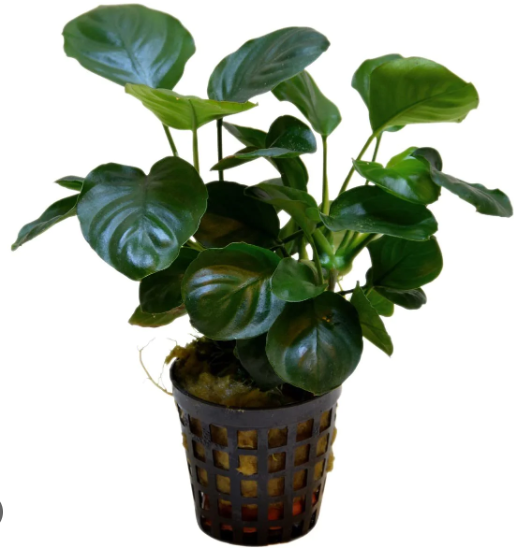 Anubias barteri var. nana 'Round Leaf'