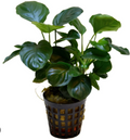 Anubias barteri var. nana 'Round Leaf'