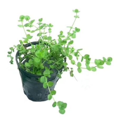 Glossostigma Elatinoides