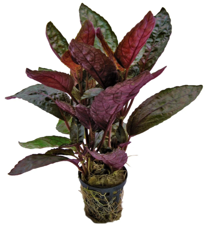 HEMIGRAPHIS COLORATA