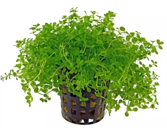 Micranthemum Umbrosum Monte Carlo