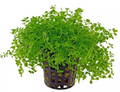 Micranthemum Umbrosum Monte Carlo
