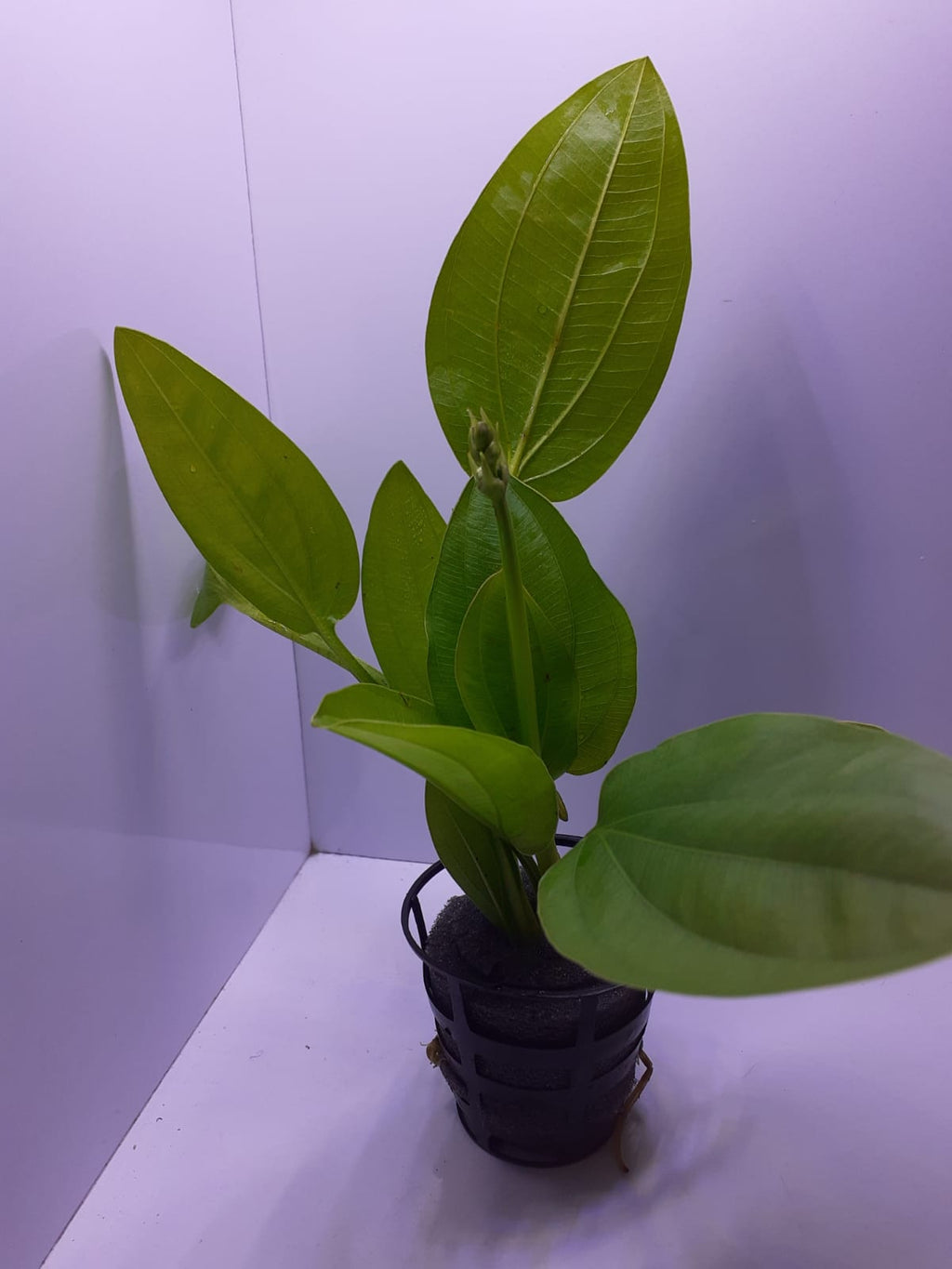 AP067 (1)