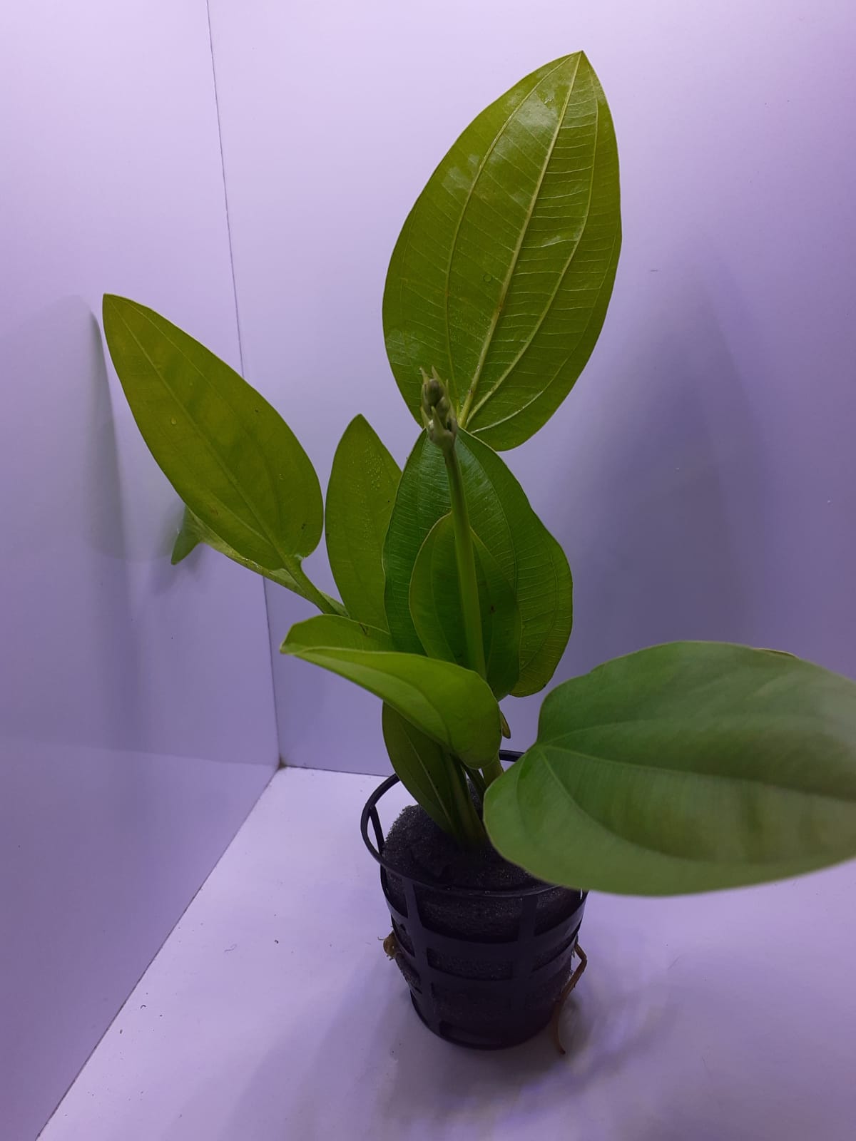 AP067 (1)