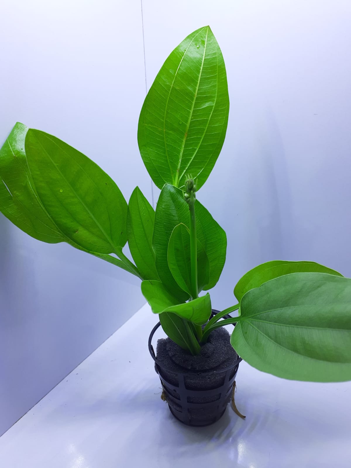 AP067 (1)