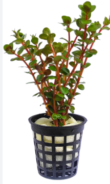 Rotala rotundifolia ‘Blood Red’