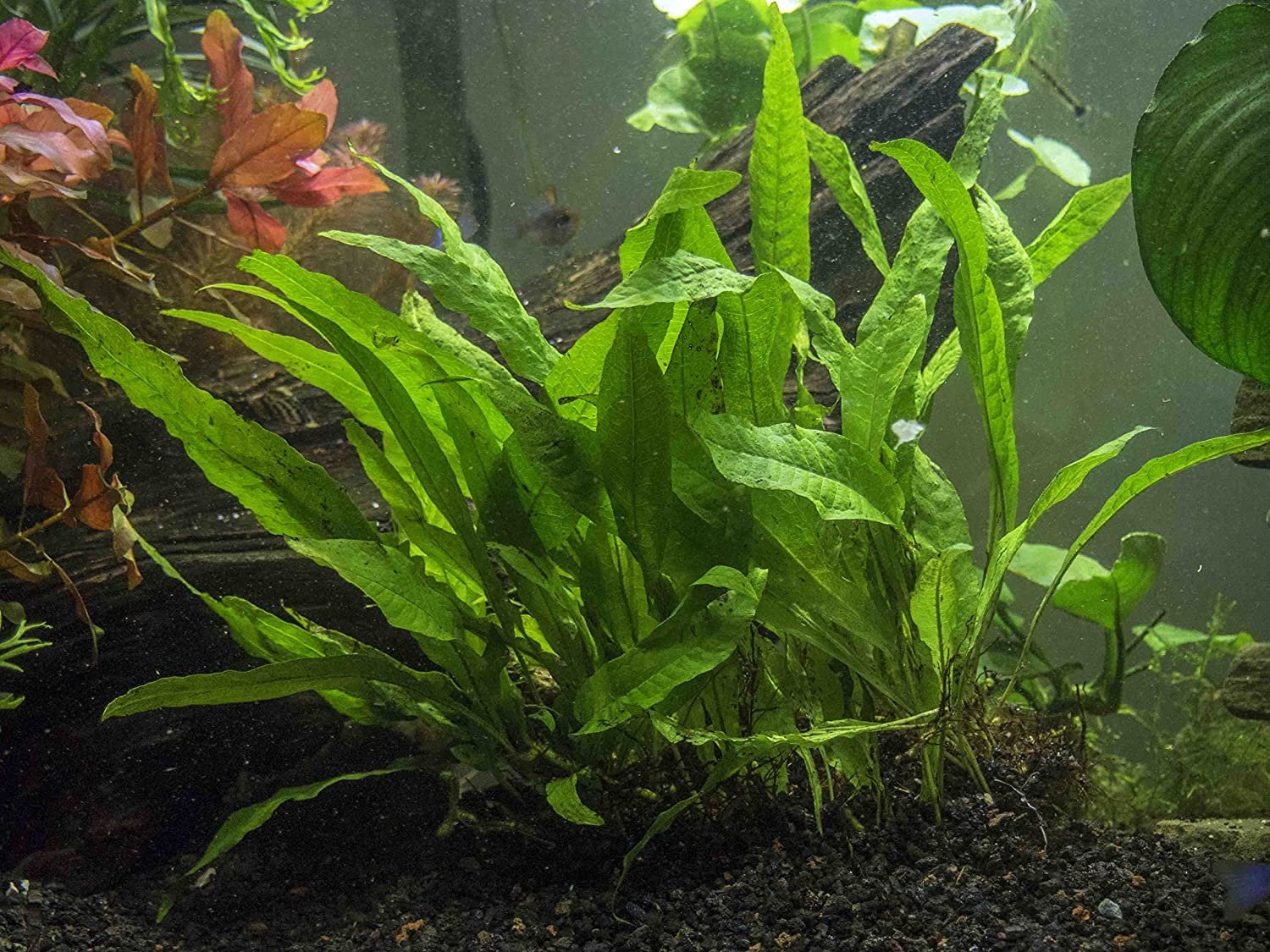 Java-Fern