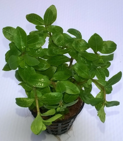 staurogyne repens