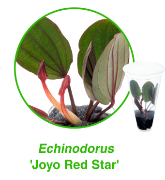 Echinodorus 'Joyo Red Star' 