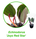 Echinodorus 'Joyo Red Star' 