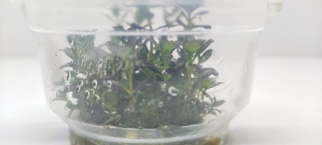 Rotala-Ramosior-Florida1