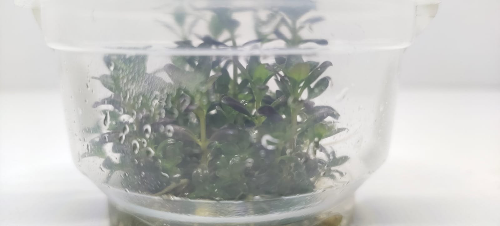 Rotala-Ramosior-Florida1