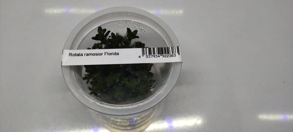 Rotala-Ramosior-Florida1