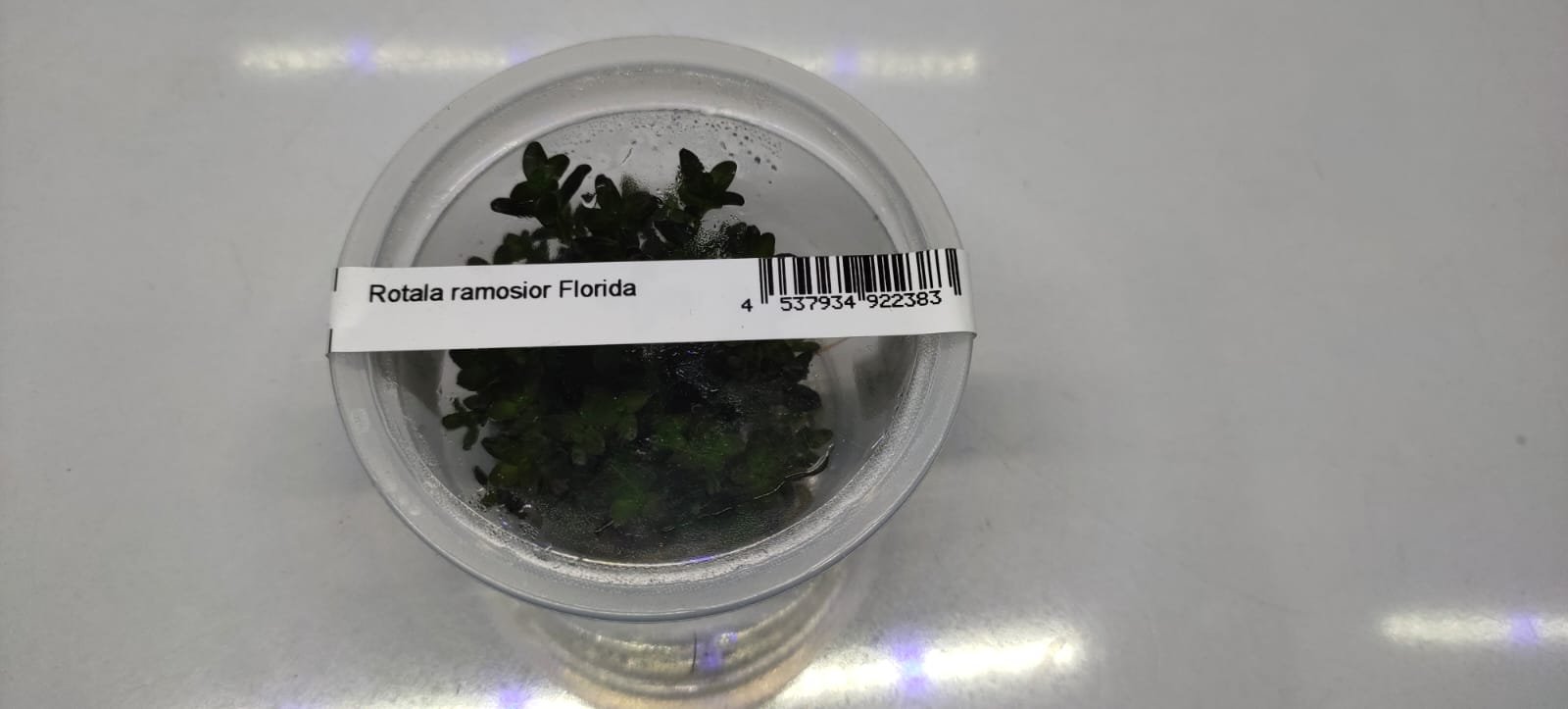 Rotala-Ramosior-Florida1