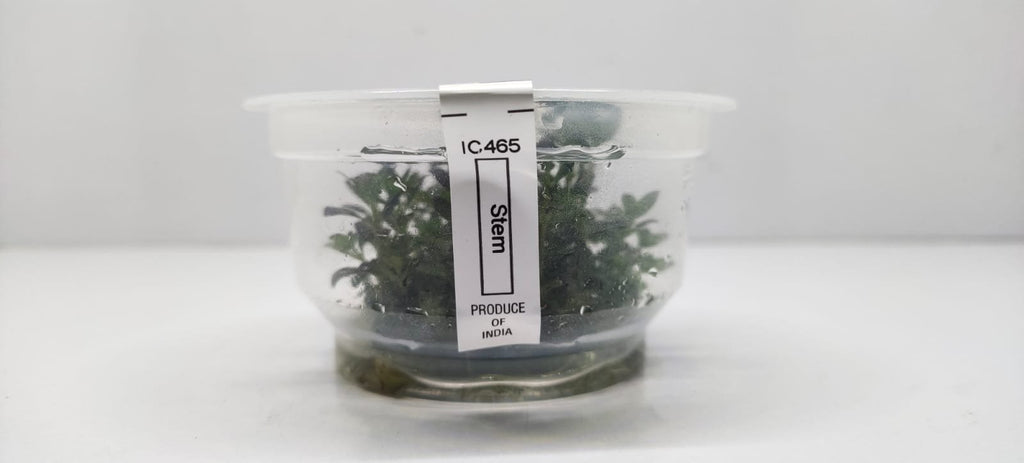 Rotala-Ramosior-Florida1