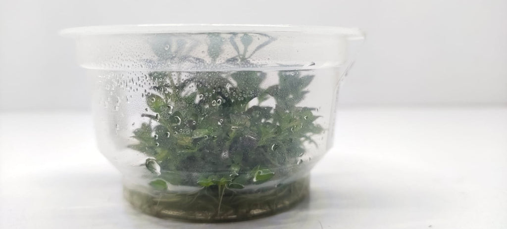 Rotala-Ramosior-Florida1