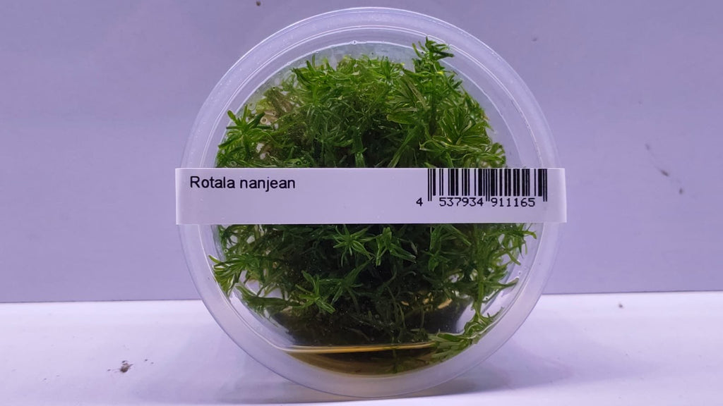 Rotala-Nanjean