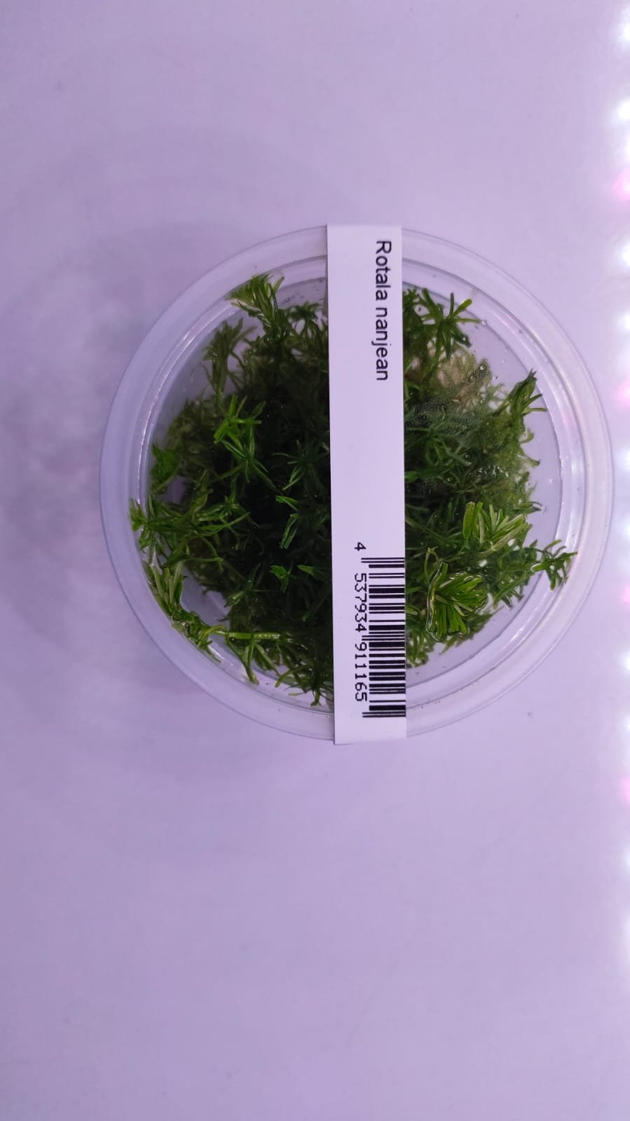 Rotala-Nanjean