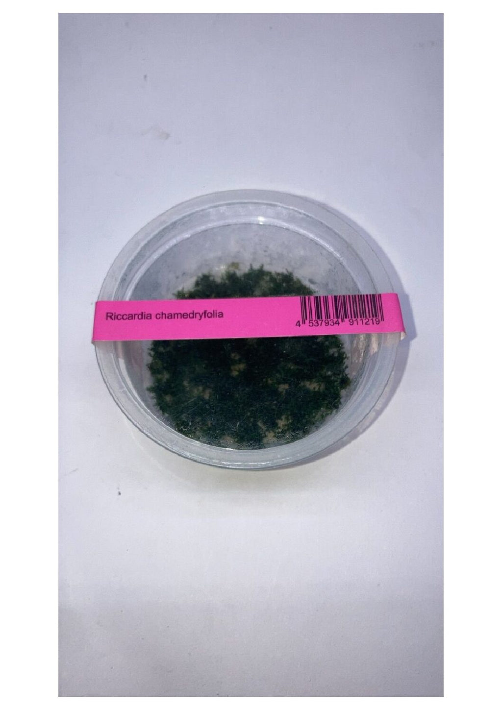 Riccardiachamedryfolia1