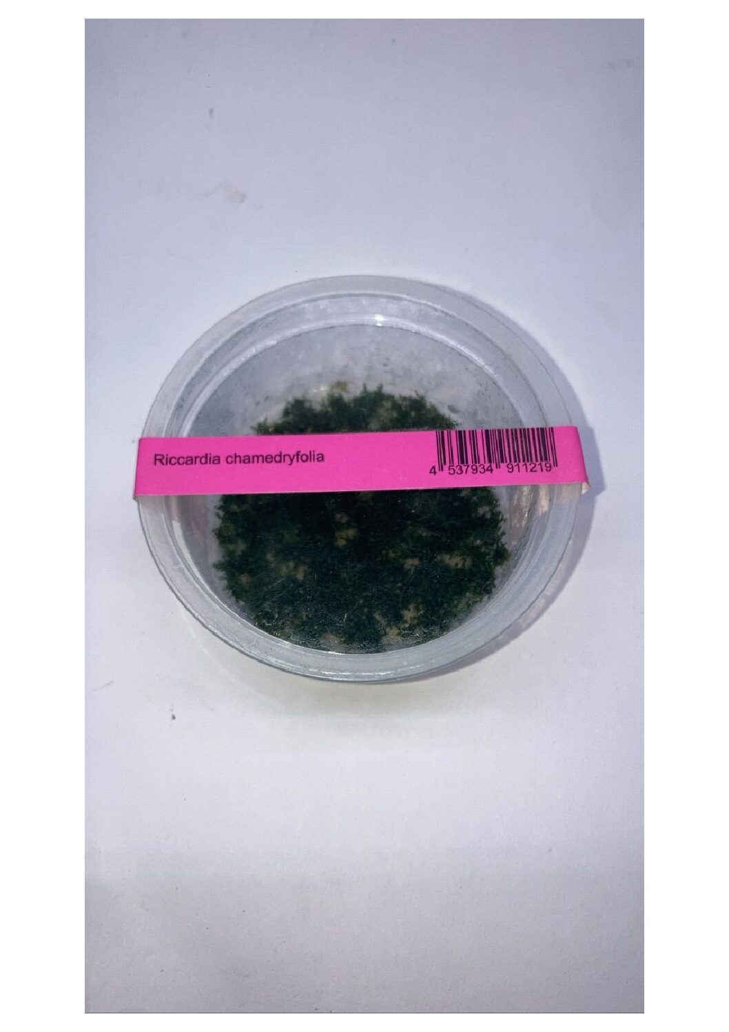 Riccardiachamedryfolia1